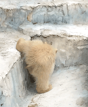 e0112226_13433632.gif