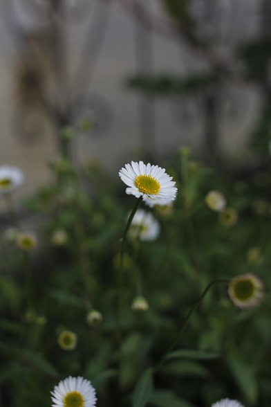 d0237331_1641455.jpg