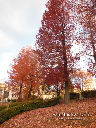 a0286855_6365680.jpg