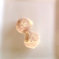 e0337759_10342998.jpg