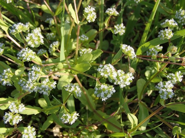 b0044663_14304454.jpg