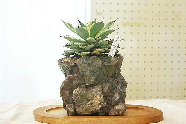 c0068168_1143486.jpg