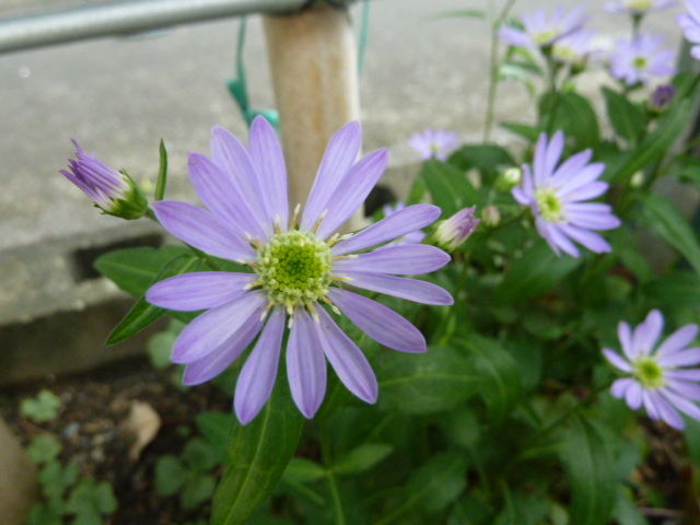 e0278968_20231441.jpg