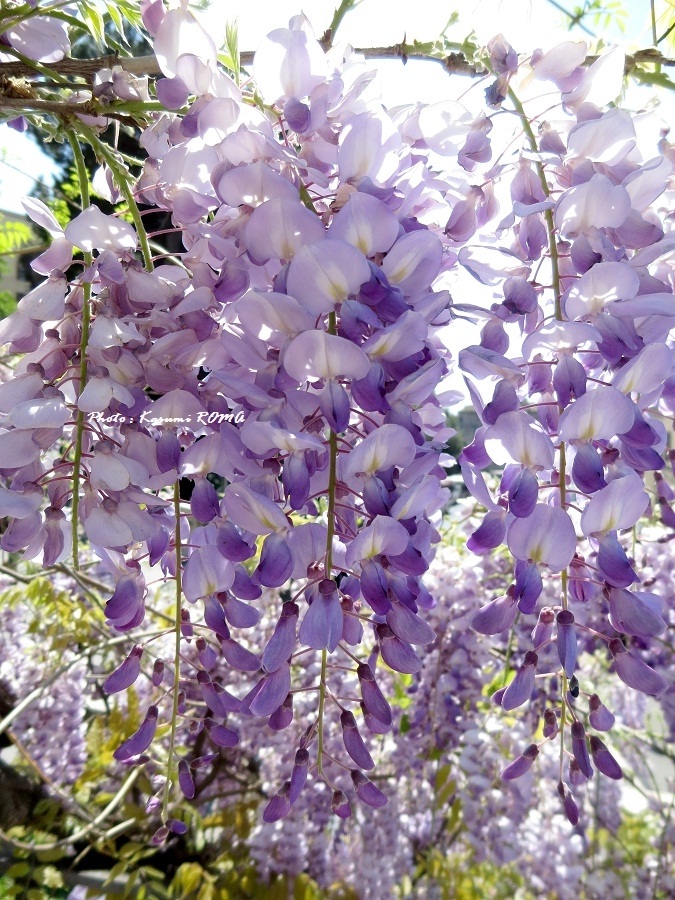 b0096600_04175.jpg