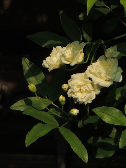 f0150620_757259.jpg