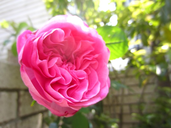f0002833_1882672.jpg