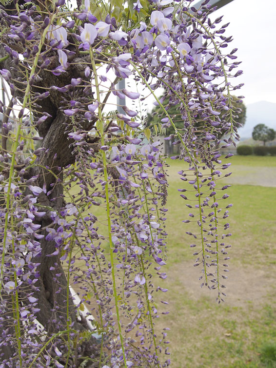 b0042837_57165.jpg