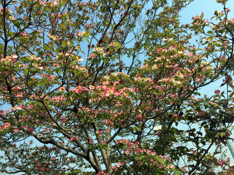 b0057140_1325515.jpg