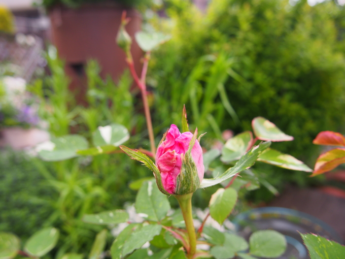 b0194267_20241335.jpg