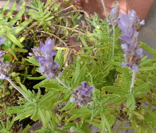 a0234877_6542221.jpg