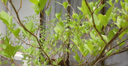 a0234877_6542537.jpg