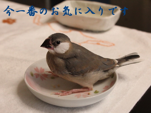 c0365734_21523483.jpg