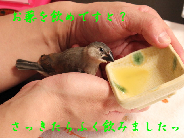 c0365734_226323.jpg