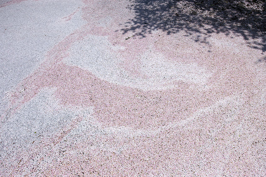 f0077849_13573717.jpg