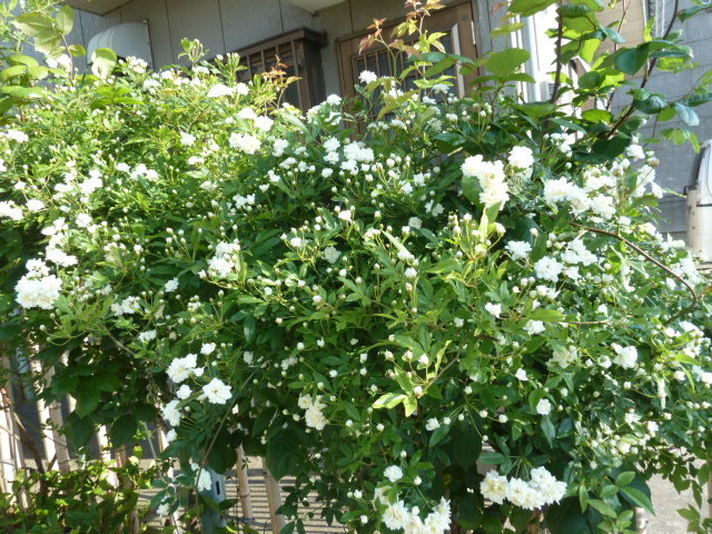 e0278968_21085659.jpg