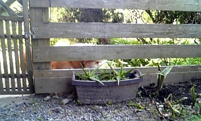 f0003174_1331091.jpg