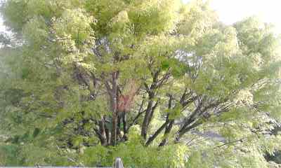 f0140174_17115455.jpg