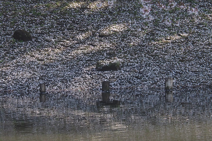 f0188274_10191210.jpg