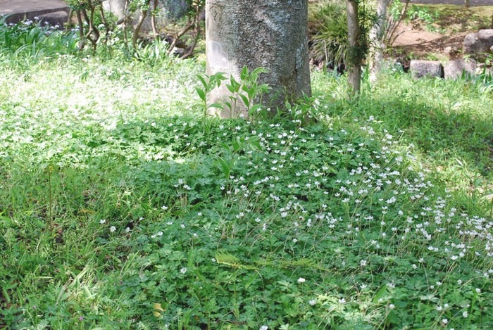 e0025300_1559066.jpg