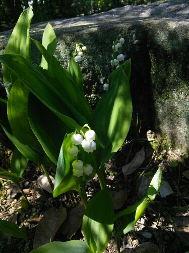 b0307008_6321180.jpg