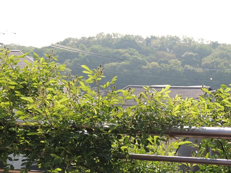 f0150620_754077.jpg