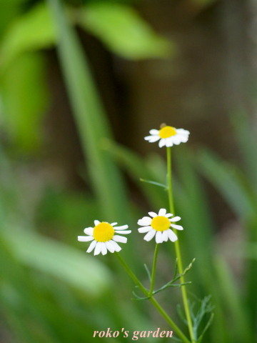 b0343934_22064428.jpg