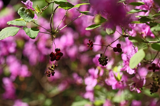 a0242438_18303255.jpg