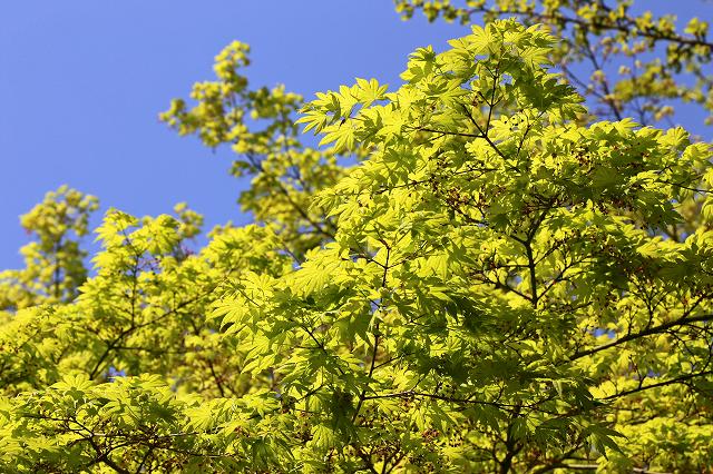 a0242438_18329100.jpg