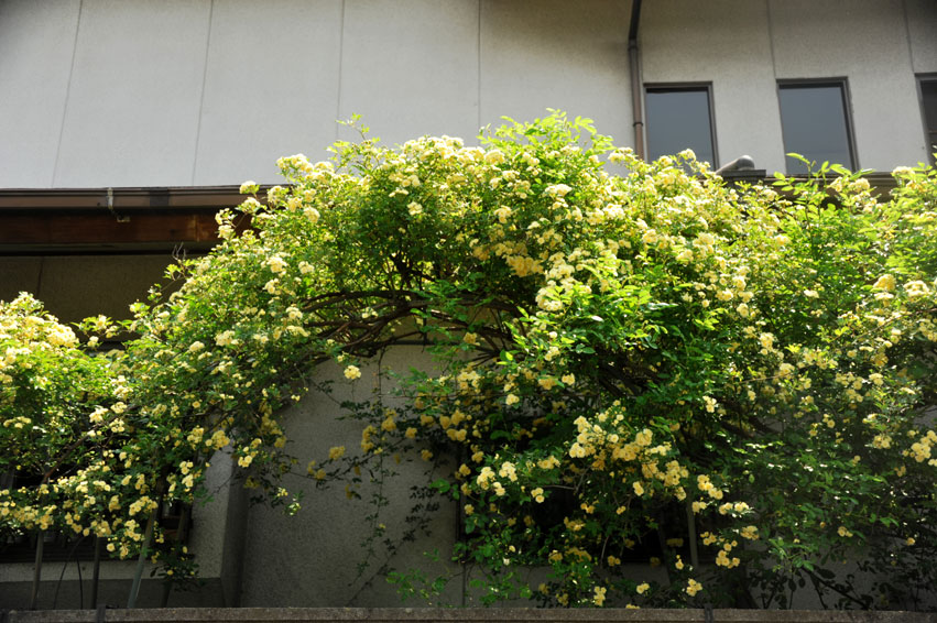 b0075541_13174135.jpg