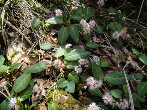 c0179351_2151440.jpg