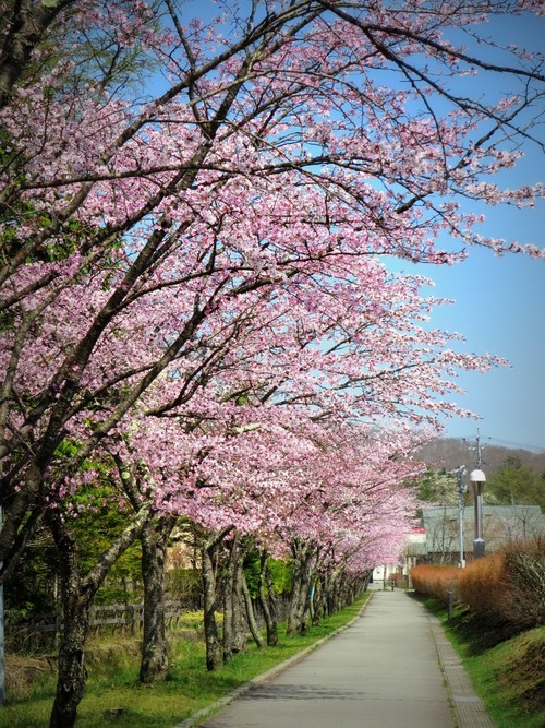 桜・SAKURA・桜 ２０１５ - ぴきょログ～軽井沢でぐーたら生活～