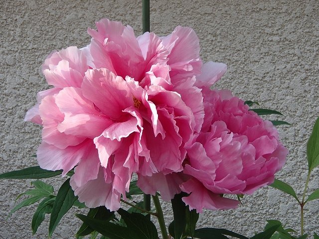 b0044663_16594212.jpg