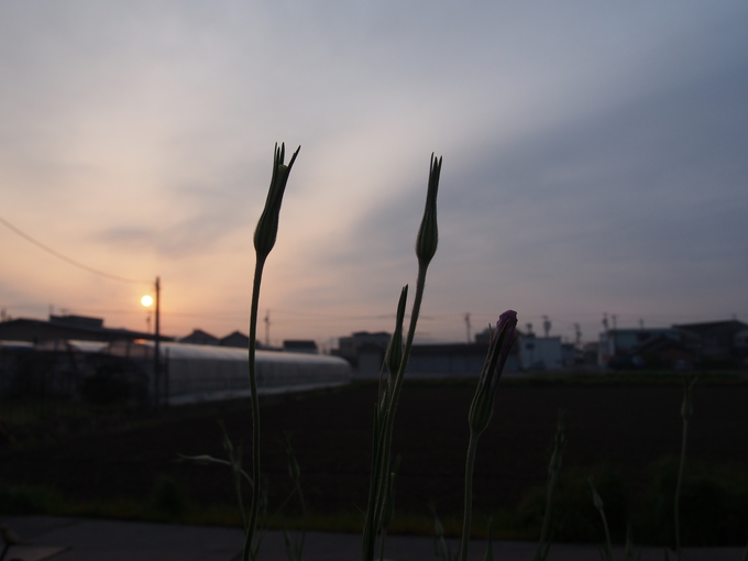 b0194267_2054498.jpg