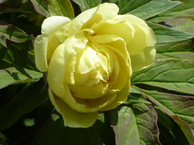 e0278968_20550417.jpg