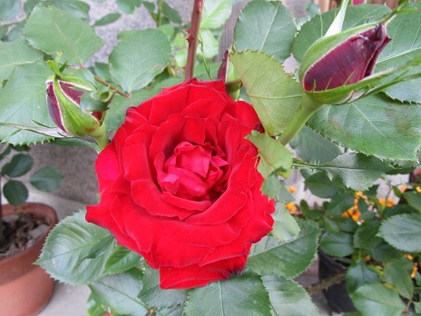 a0143388_8514310.jpg