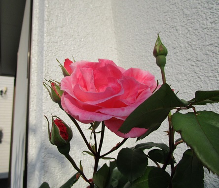 a0143388_8525596.jpg