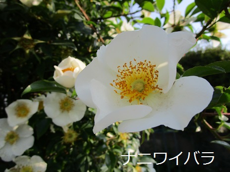 a0143388_8553217.jpg