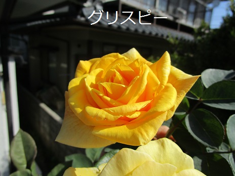 a0143388_8562366.jpg