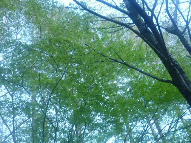e0326699_1191242.jpg