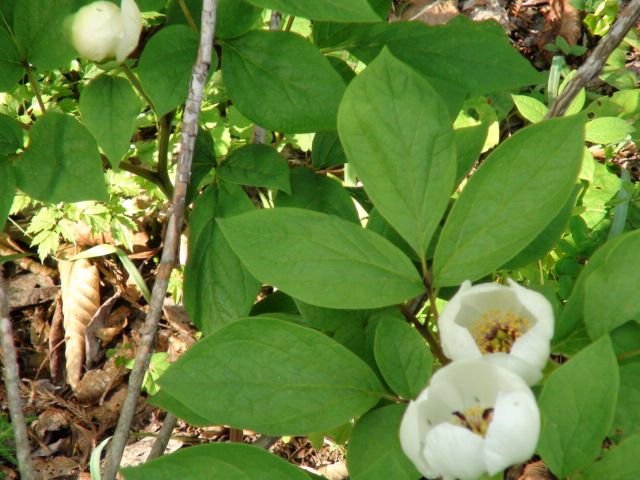 f0231709_1557879.jpg