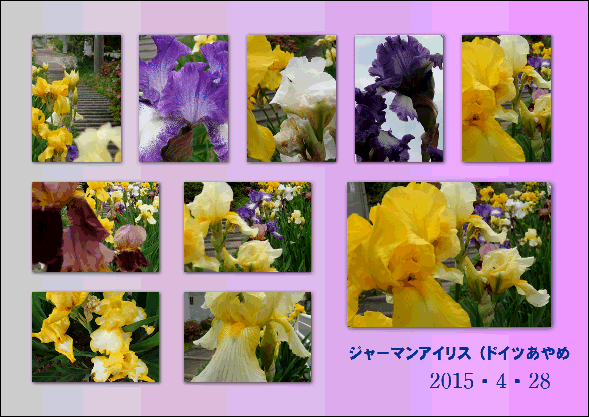 f0231709_17174381.gif