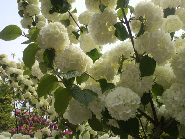 e0099212_2250599.jpg