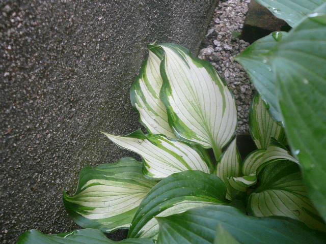 e0026017_13352170.jpg
