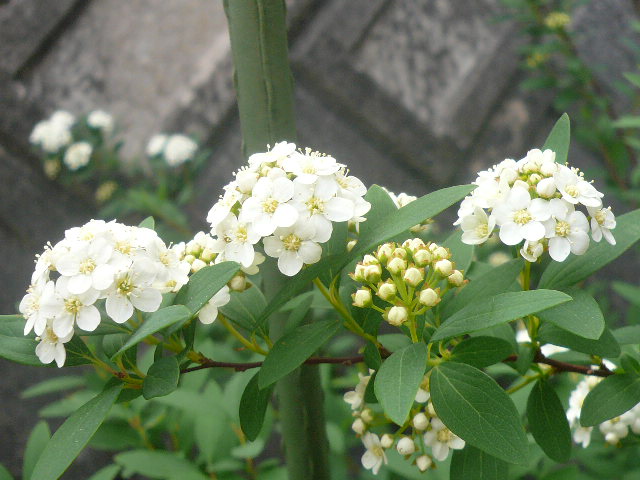 e0026017_1338425.jpg