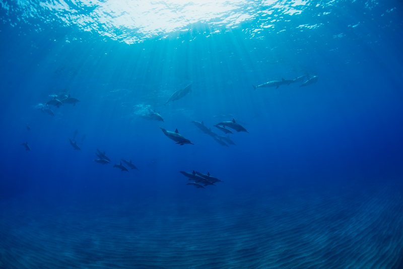 Dolphin Swim Hawaii  - フォトダイアリー２