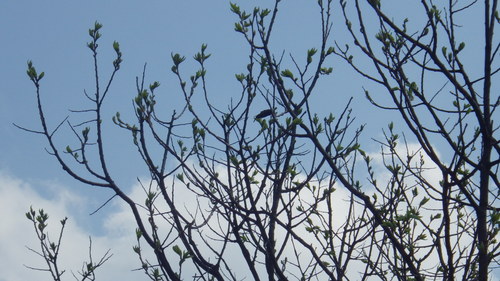 c0300035_120378.jpg