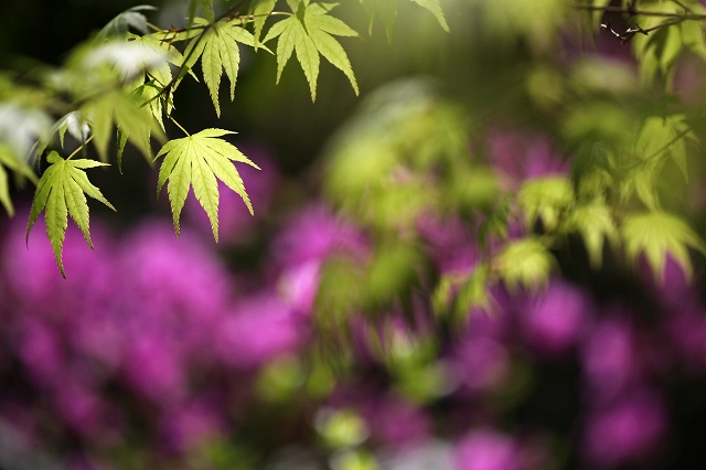 a0242438_18273281.jpg