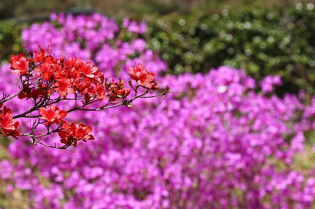 a0242438_18282590.jpg