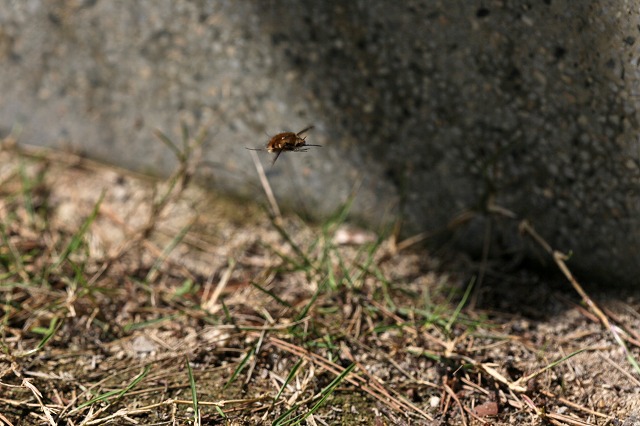 a0242438_18293514.jpg