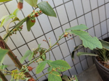 c0097838_13454555.jpg